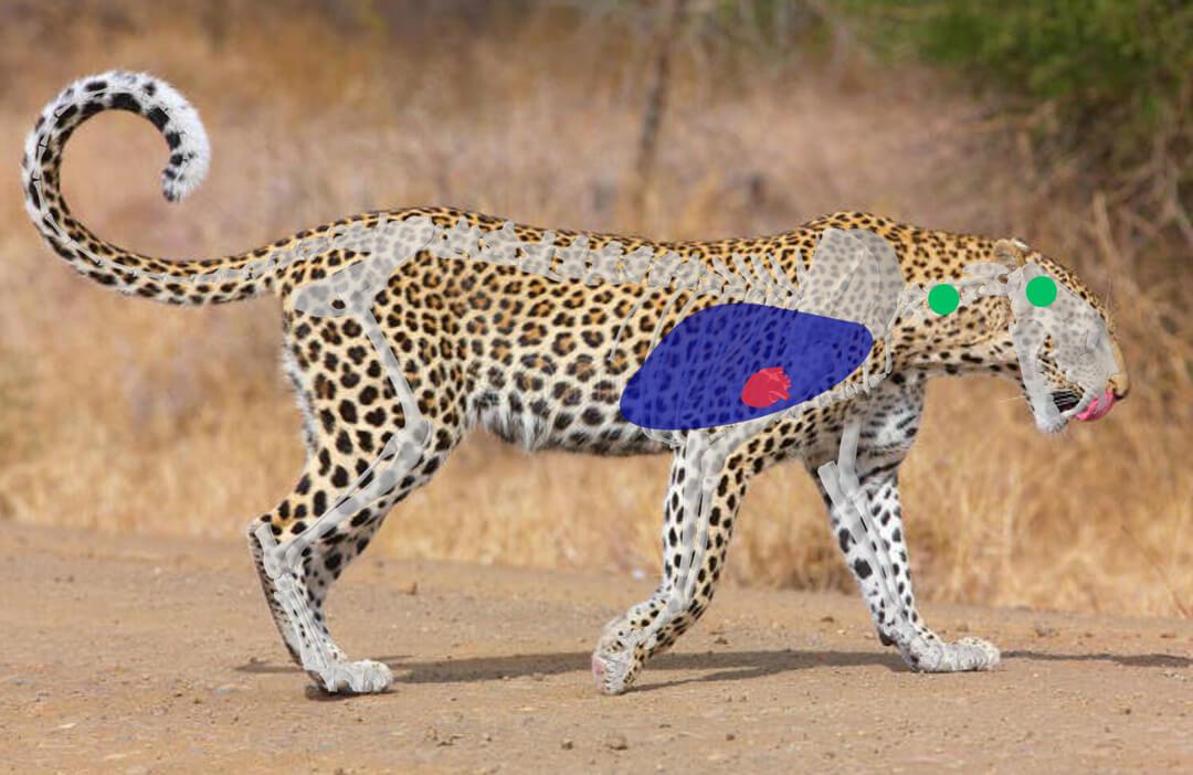 Leopard Hunting in Namibia & Brown Hyena Cancelation Hunt