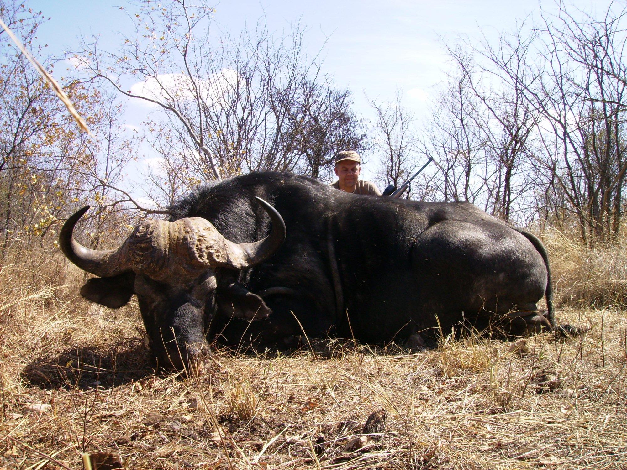 Cape Buffalo Hunting in South Africa & Plains Game 12000 ha ranch