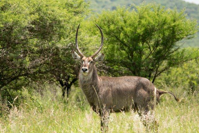 Leopard Hunting in Namibia & Brown Hyena Cancelation Hunt