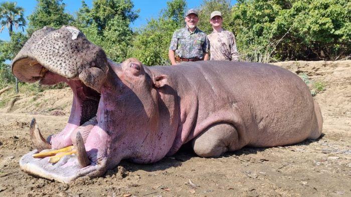 Buffalo, Hippo, Crocodile Hunts Plus More, 14 days in Limpopo