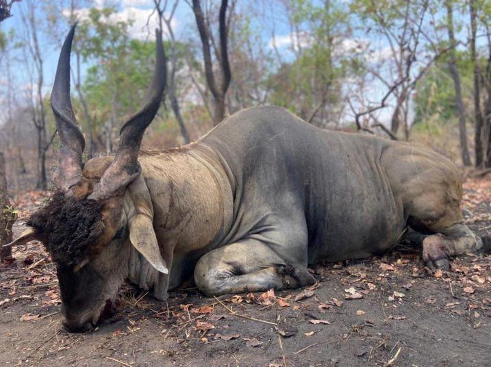 Leopard Hunting in Namibia & Brown Hyena Cancelation Hunt