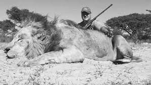 Wild Lion Hunting in Mozambique, Niassa Region