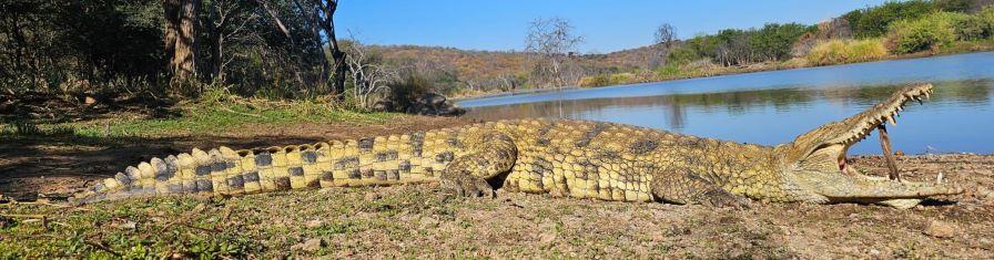 Leopard Hunting in Namibia & Brown Hyena Cancelation Hunt