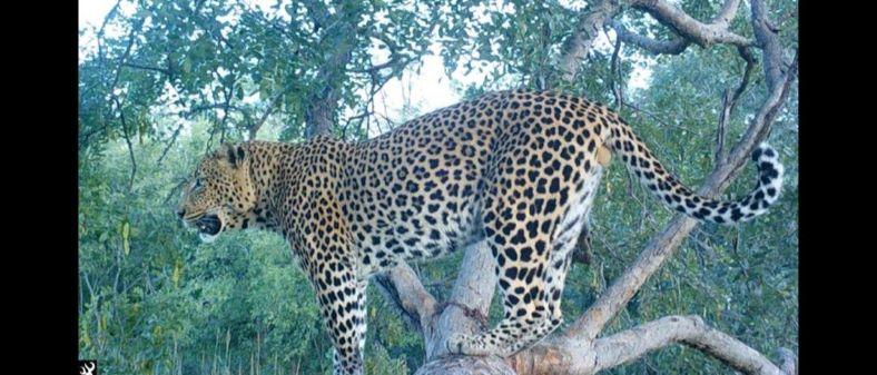 Leopard Hunting in Namibia & Brown Hyena Cancelation Hunt