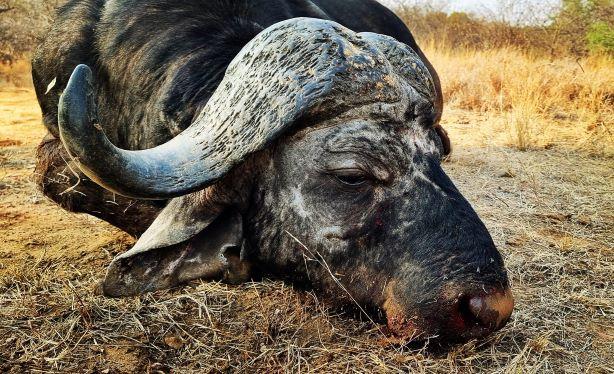 Buffalo Hunting, Big Dugga Boys in Niassa Mozambique 