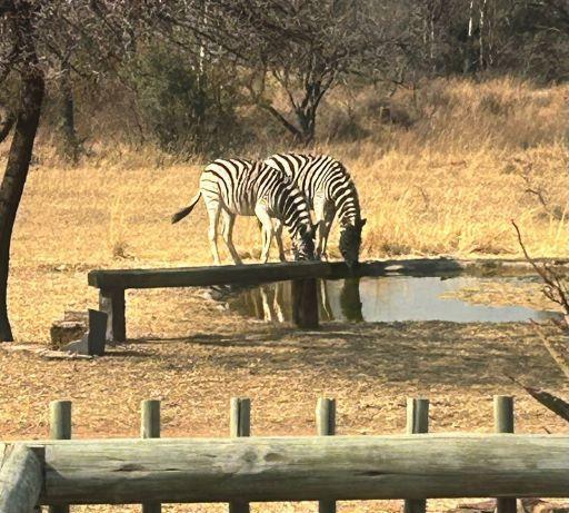 Leopard Hunting in Namibia & Brown Hyena Cancelation Hunt