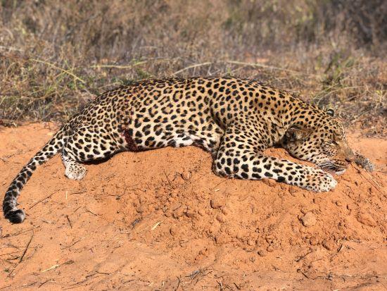 Leopard Hunting Trip, Big Cats in Bushmanland Botswana
