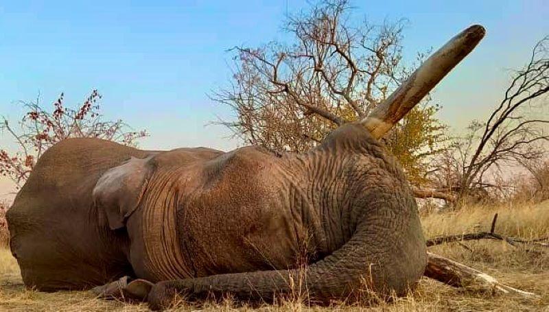 Leopard Hunting in Namibia & Brown Hyena Cancelation Hunt