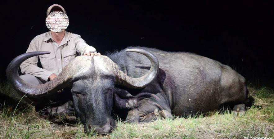 African Cape Buffalo Hunt 8 x Nights in Waterberg SA 