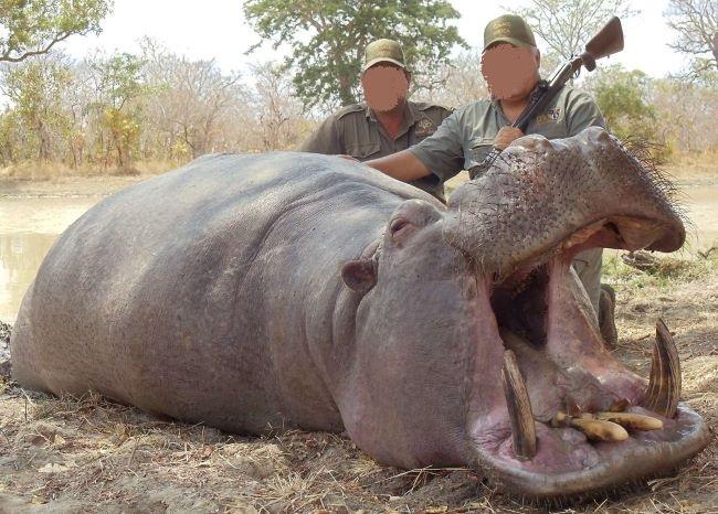 Hunt Cape Buffalo, Hippo & Lion Tanzania 16 Days Selous