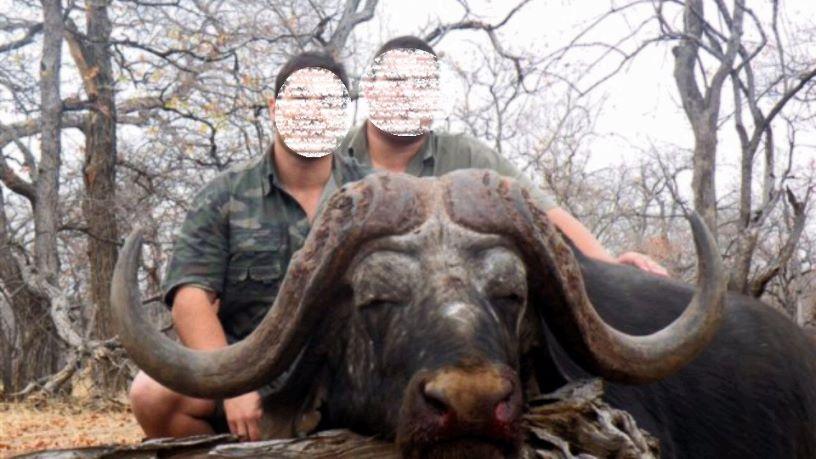 African Cape Buffalo Hunt, 7 days to hunt Africa’s Black Death