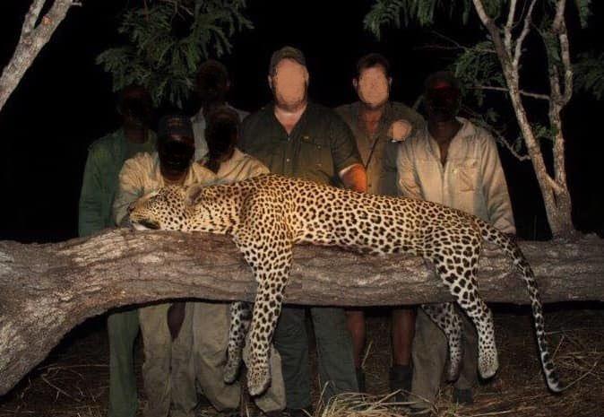 Leopard Hunting in Namibia & Brown Hyena Cancelation Hunt