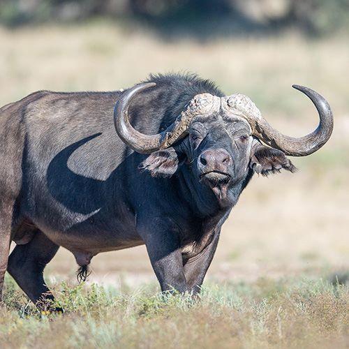 Hunt Cape Buffalo, Rhino Dart, Sable, Roan & Eland in SA