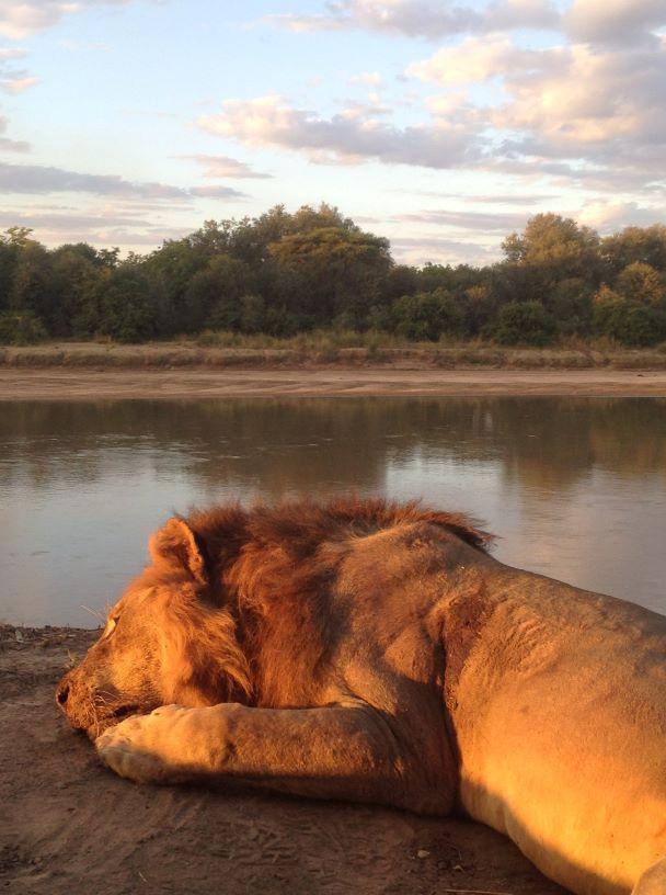 Leopard Hunting in Namibia & Brown Hyena Cancelation Hunt