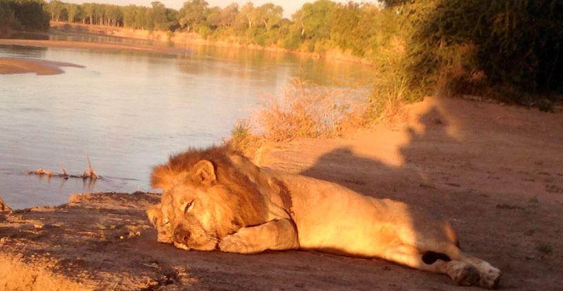 Leopard Hunting in Namibia & Brown Hyena Cancelation Hunt