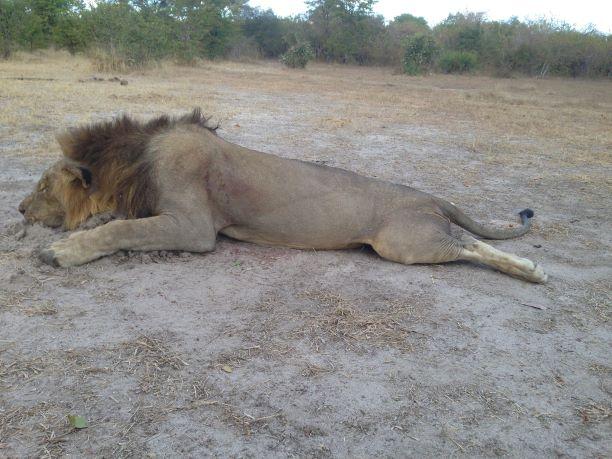 Leopard Hunting in Namibia & Brown Hyena Cancelation Hunt