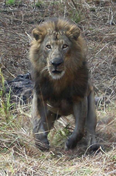 Trophy Lion Hunting 21 Days in Untamed Rufunsa GMA Zambia