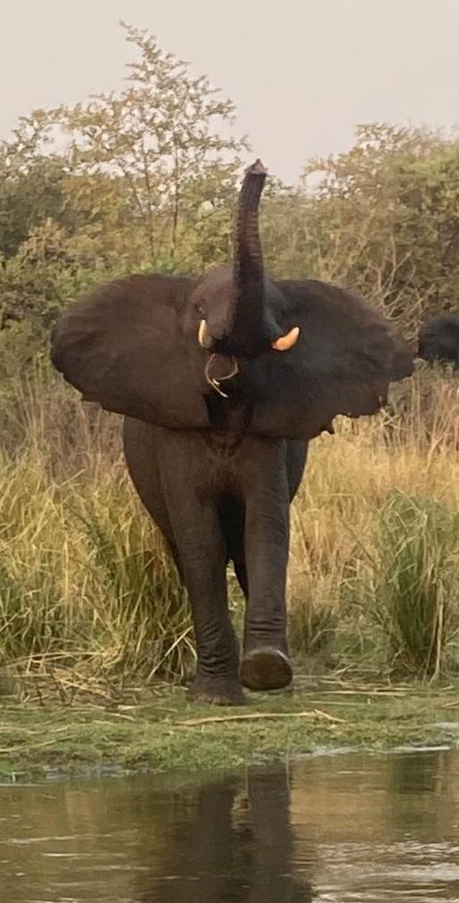 Leopard Hunting in Namibia & Brown Hyena Cancelation Hunt