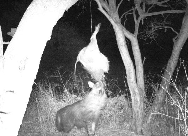 Leopard Hunting in Namibia & Brown Hyena Cancelation Hunt