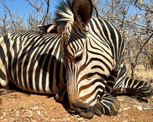 African Plains Game, Hunting 5 species in Namibia x 9 Days
