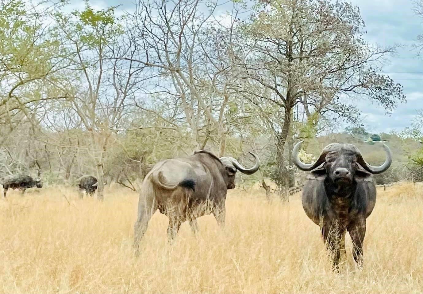 Leopard Hunting in Namibia & Brown Hyena Cancelation Hunt