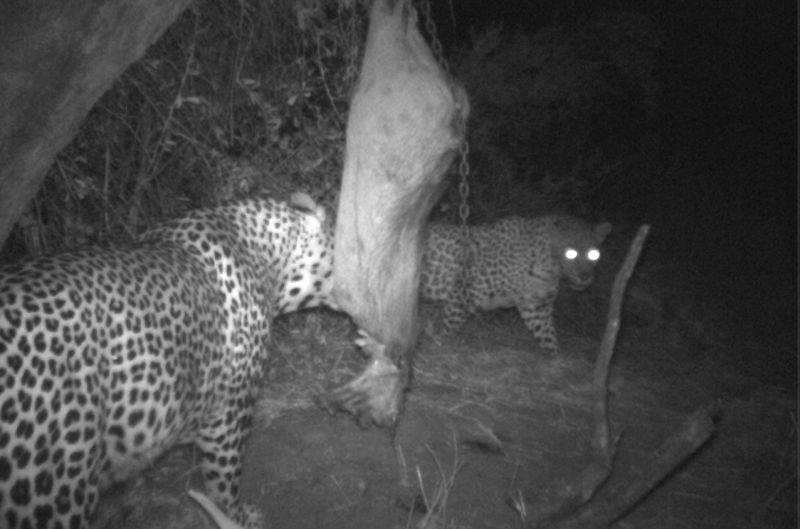 Leopard Hunting in Namibia & Brown Hyena Cancelation Hunt
