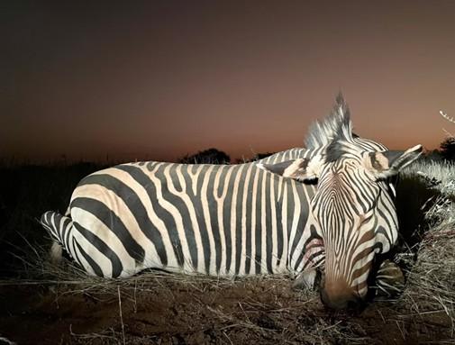 Leopard Hunting in Namibia & Brown Hyena Cancelation Hunt