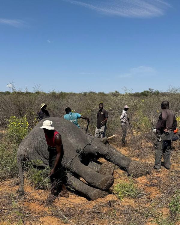 Leopard Hunting in Namibia & Brown Hyena Cancelation Hunt