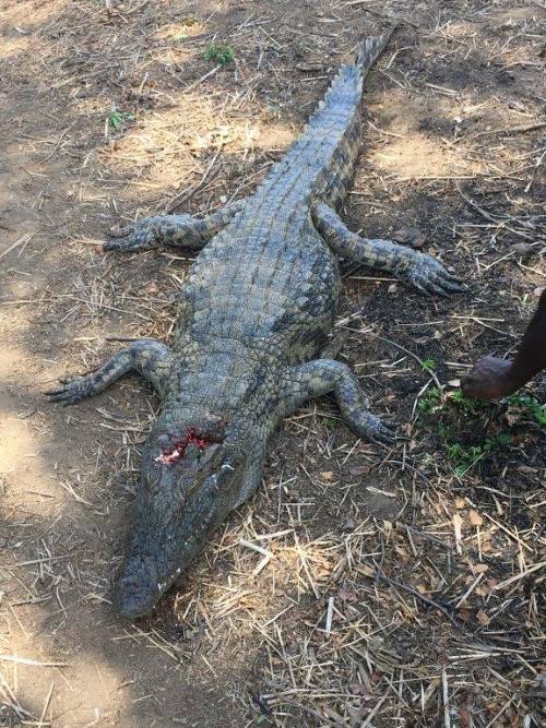 Hunt Zimbabwe, Hippo & Croc 8 Days Hunting in Save Valley