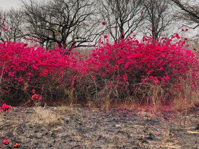 Leopard Hunting in Namibia & Brown Hyena Cancelation Hunt