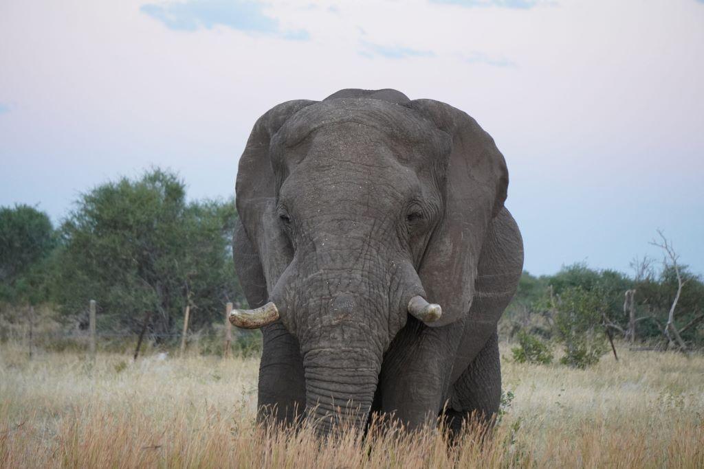 Leopard Hunting in Namibia & Brown Hyena Cancelation Hunt