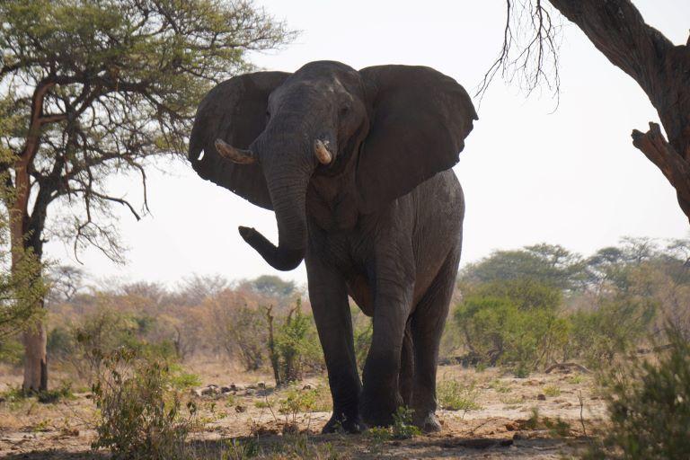 Leopard Hunting in Namibia & Brown Hyena Cancelation Hunt