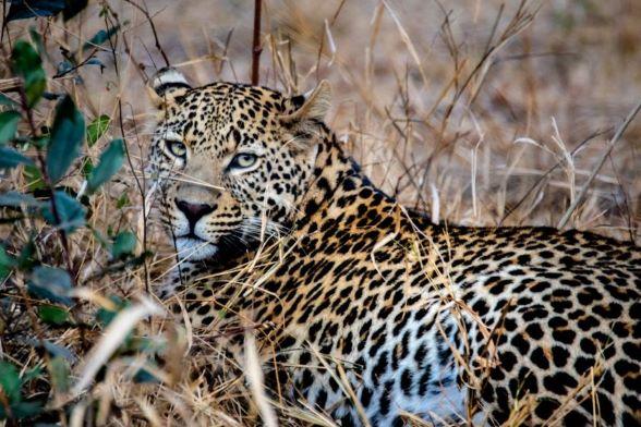 Leopard Hunting in Namibia & Brown Hyena Cancelation Hunt