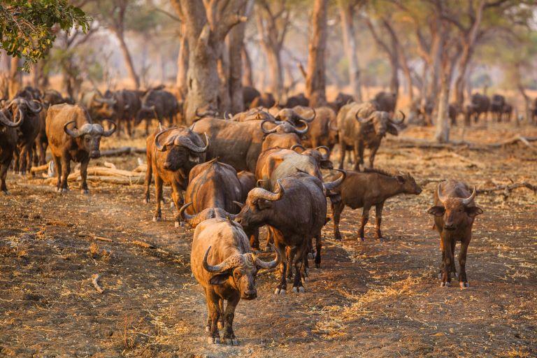 Leopard Hunting in Namibia & Brown Hyena Cancelation Hunt