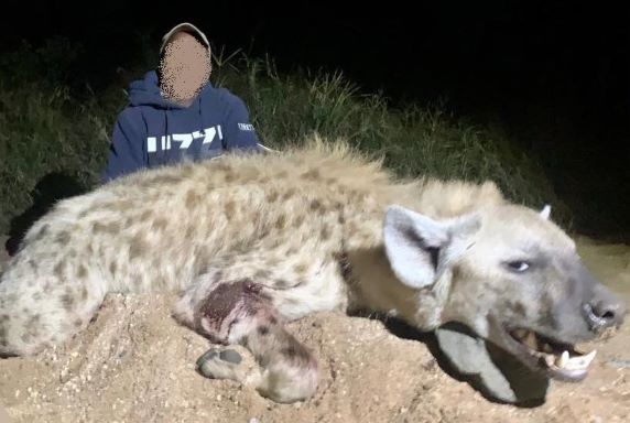 Spotted Hyena Hunting in SA plus 7 Specialty Species