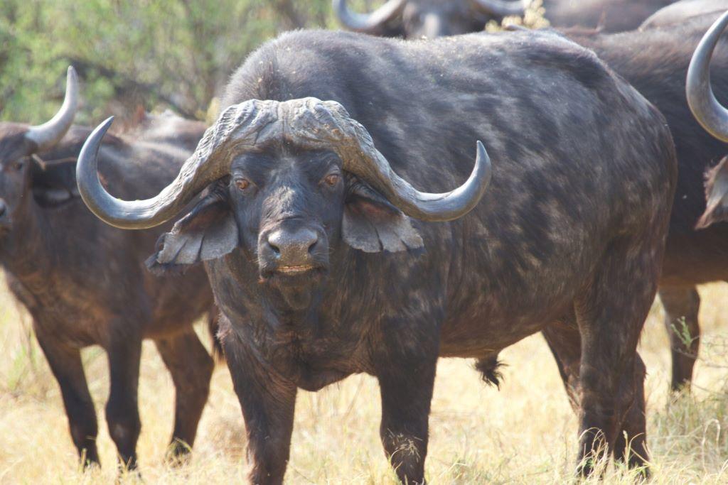 7 days Hunting in Botswana, Cape Buffalo Safari, Chobe