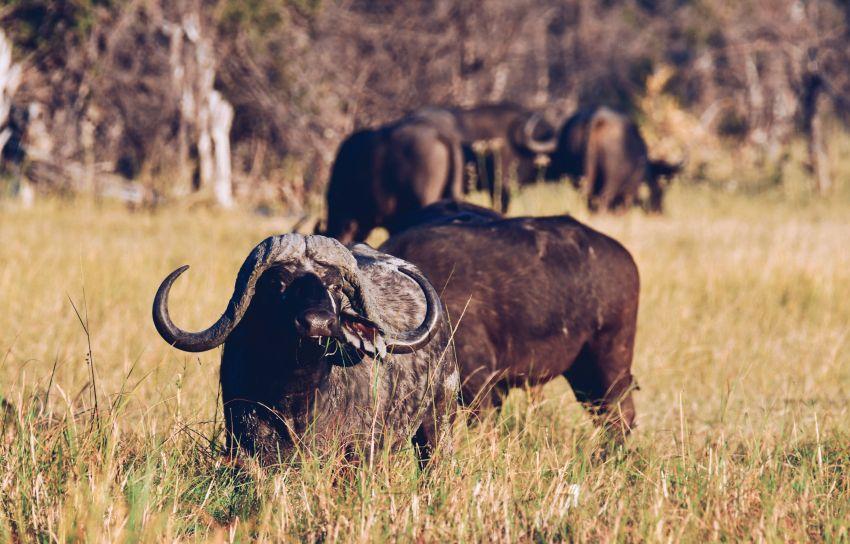 Leopard Hunting in Namibia & Brown Hyena Cancelation Hunt