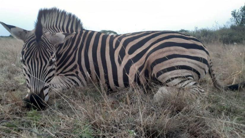 Leopard Hunting in Namibia & Brown Hyena Cancelation Hunt
