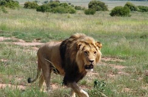 Leopard Hunting in Namibia & Brown Hyena Cancelation Hunt