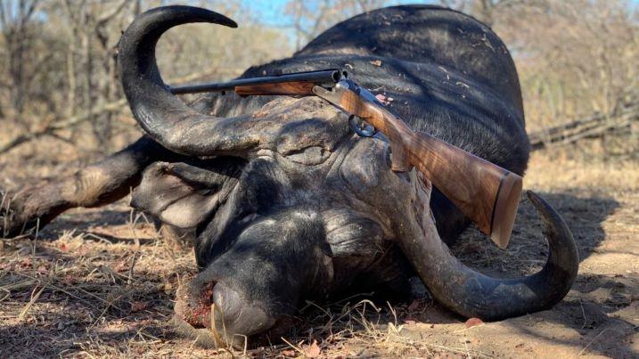 African Cape Buffalo Hunt 7 Nights in Limpopo Lowveld SA