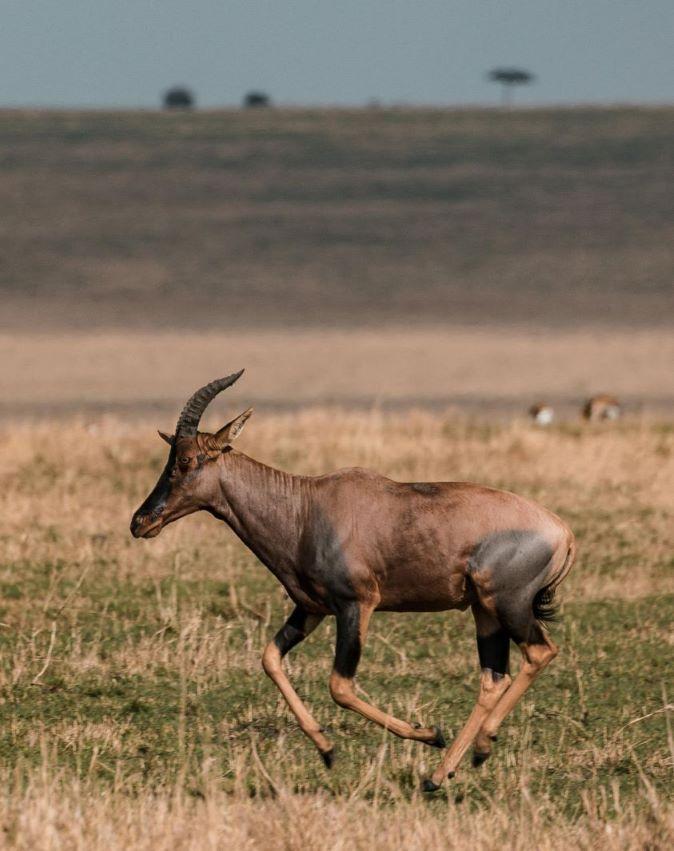Leopard Hunting in Namibia & Brown Hyena Cancelation Hunt