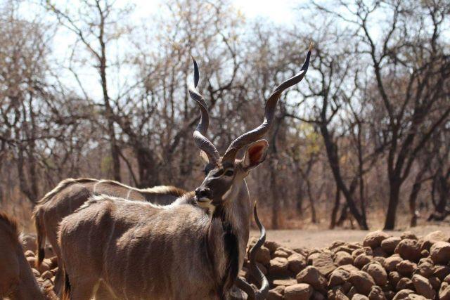 Leopard Hunting in Namibia & Brown Hyena Cancelation Hunt