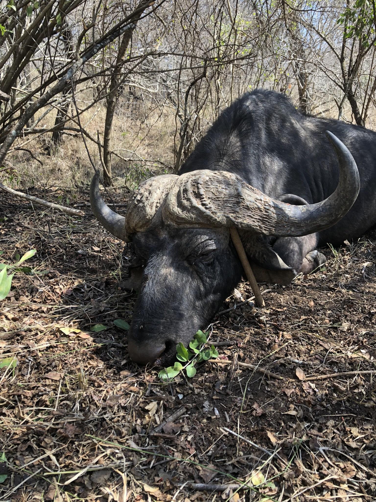 Leopard Hunting in Namibia & Brown Hyena Cancelation Hunt