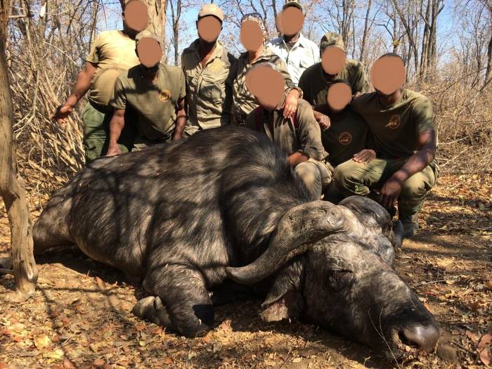 African Cape Buffalo Hunt 8 x Days, Save Valley in Zimbabwe