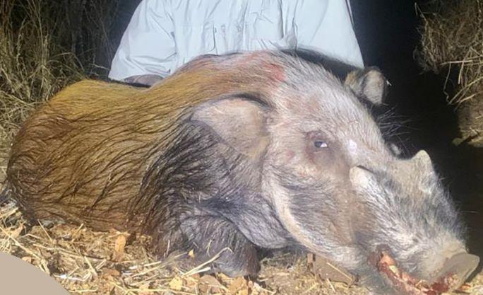 Bushpig Hunting in SA, plus 5 other Species in 10 Days  