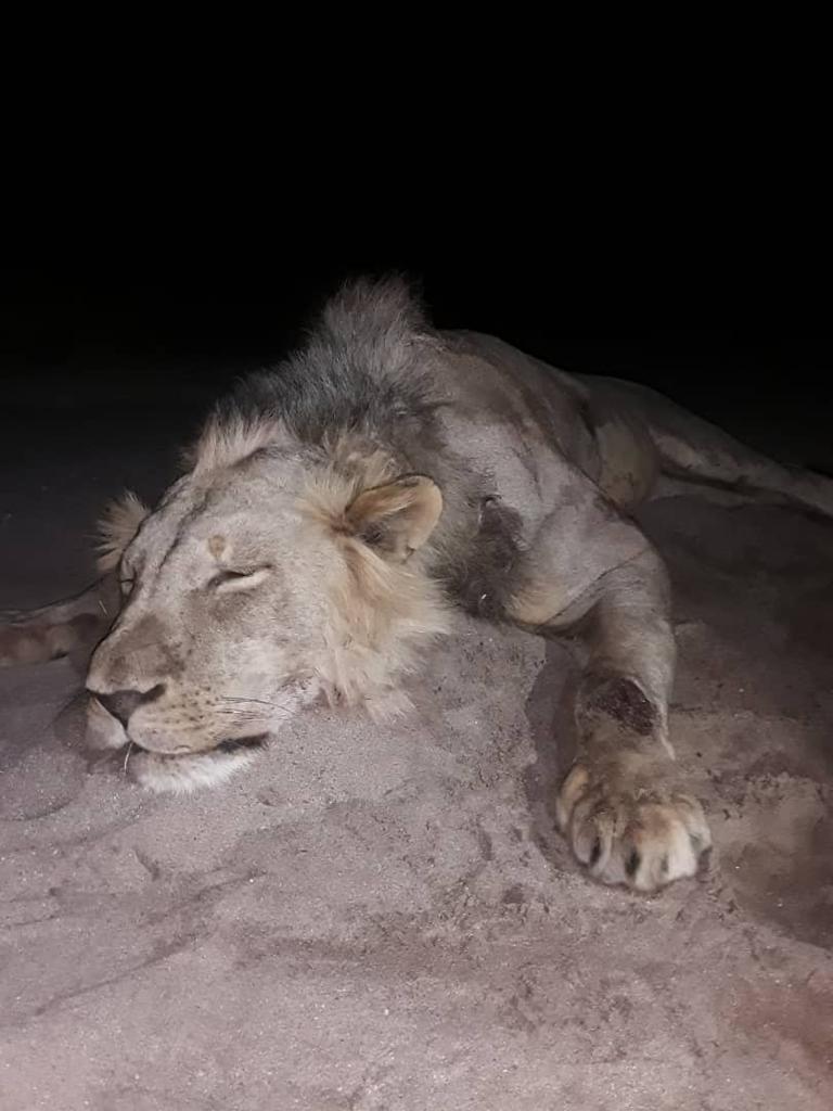 Dangerous Game Hunting Free Range Lion in Zimbabwe
