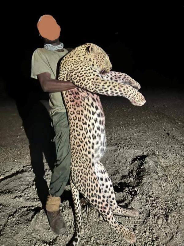 Leopard Hunting in Namibia & Brown Hyena Cancelation Hunt