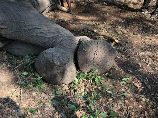Leopard Hunting in Namibia & Brown Hyena Cancelation Hunt