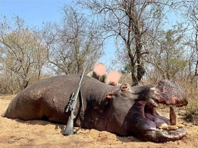 Hippo and Crocodile Hunt in Limpopo, South Africa Exportable