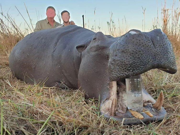 Hippo Hunt in Namibia's Caprivi Strip Trophy Exportable